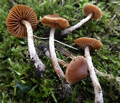 Agaricales