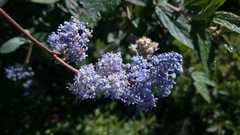 Ceanothus caeruleus