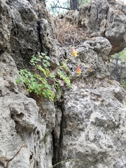 Aquilegia desertorum