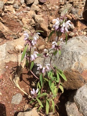 Monarda citriodora austromontana
