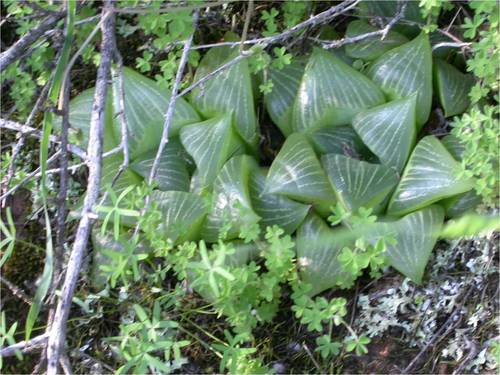 Haworthia retusa (L.) Duval 2