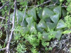Haworthia retusa