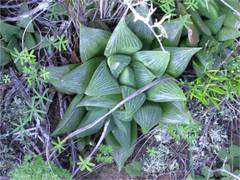 Haworthia retusa