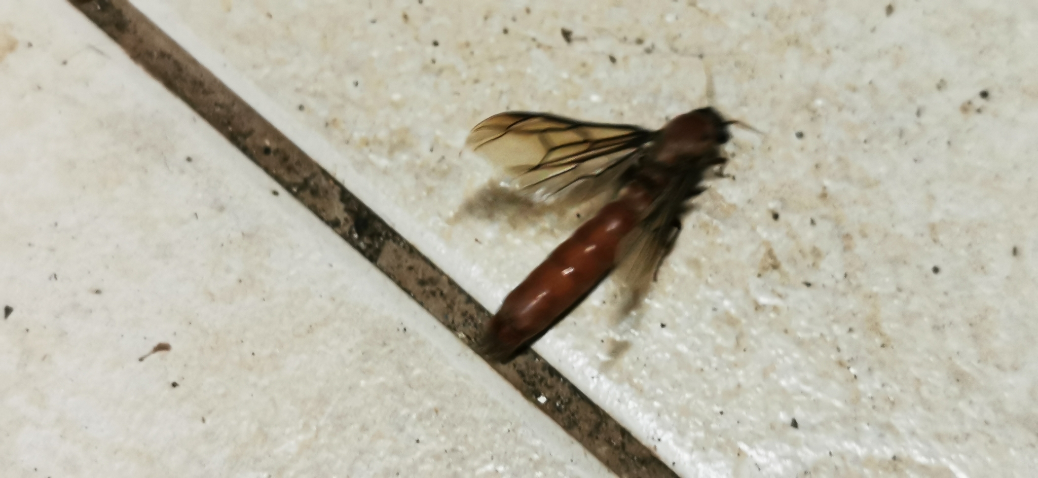 Dorylus fulvus