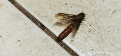 Dorylus fulvus