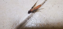 Dorylus fulvus