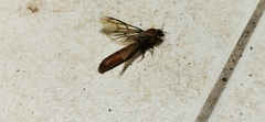 Dorylus fulvus