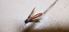 Dorylus fulvus