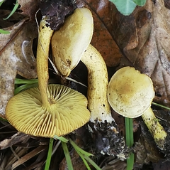 Agaricales