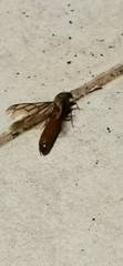 Dorylus fulvus