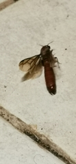 Dorylus fulvus