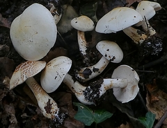 Agaricales