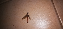 Dorylus fulvus