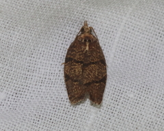 Argyrotaenia juglandana