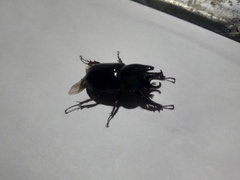 Aegopsis curvicornis