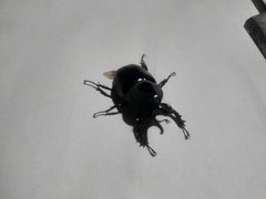 Aegopsis curvicornis