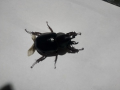 Aegopsis curvicornis