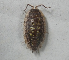 Oniscus asellus