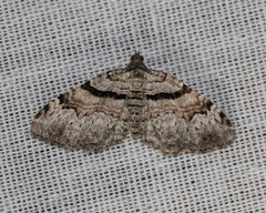 Xanthorhoe packardata