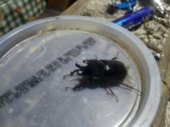 Aegopsis curvicornis