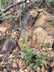 Mirabilis melanotricha