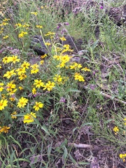 Mirabilis melanotricha