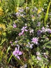 Philotheca salsolifolia