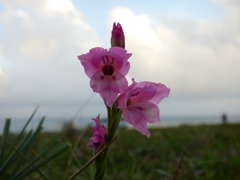 Gladiolus ochroleucus