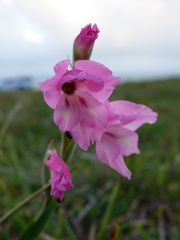 Gladiolus ochroleucus