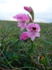 Gladiolus ochroleucus