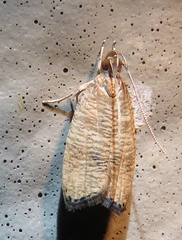 Psilocorsis cryptolechiella