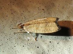 Psilocorsis cryptolechiella
