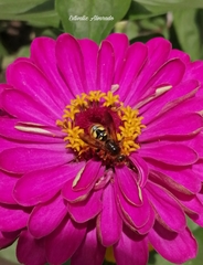 Xanthocampsomeris limosa