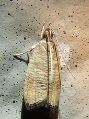 Psilocorsis cryptolechiella