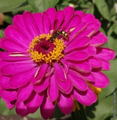 Xanthocampsomeris limosa