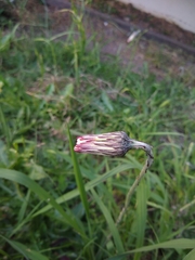 Chaptalia arechavaletae