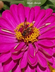 Xanthocampsomeris limosa