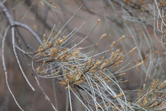 Casuarina pauper