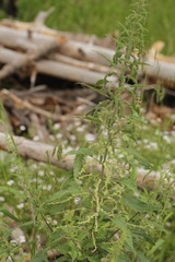 Urtica gracilenta