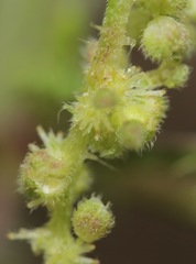 Urtica gracilenta