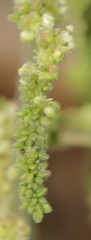 Urtica gracilenta