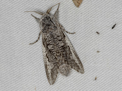 Endoxyla secta