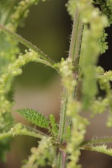 Urtica gracilenta