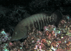 Cephalopholis panamensis