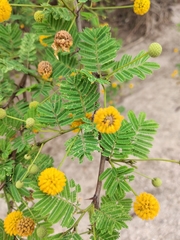 Vachellia astringens