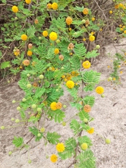Vachellia astringens