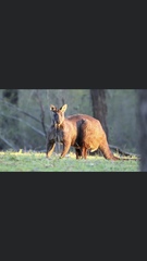 Osphranter robustus robustus