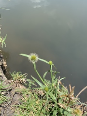Cyperus erectus erectus
