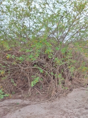 Vachellia astringens