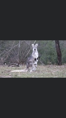 Osphranter robustus robustus